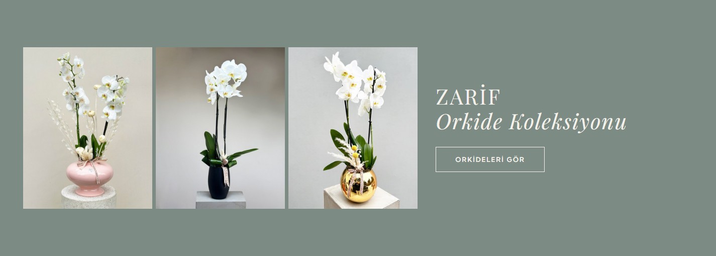 Zarif orkide koleksiyonu
