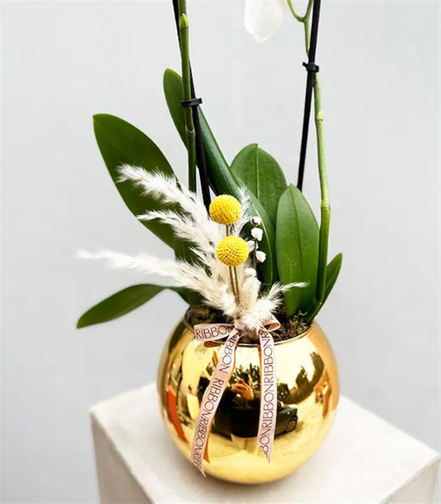 Luxe Gold Vazoda Orkide Beyaz — görünüm 4