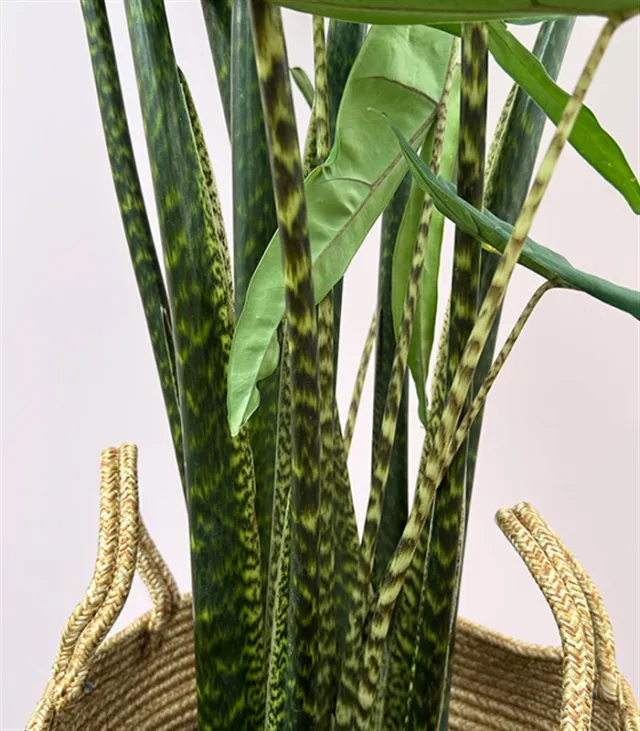 Alocasia Zebrina Sepette Fil Kulağı Bitkisi — görünüm 4