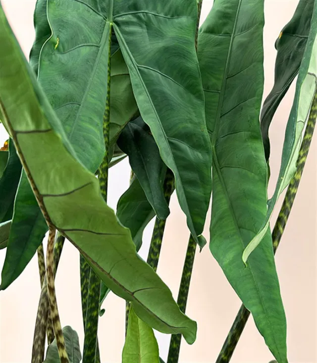 Alocasia Zebrina Sepette Fil Kulağı Bitkisi — görünüm 3