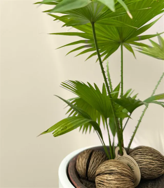 Livistona Rotundifolia Seramik Saksıda Livistona Palmiyesi — görünüm 3