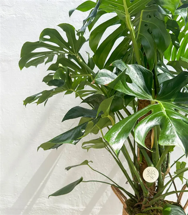 Monstera Deliciosa Doğal Jüt Sepette Deve Tabanı 190 cm Grand Deluxe — görünüm 4