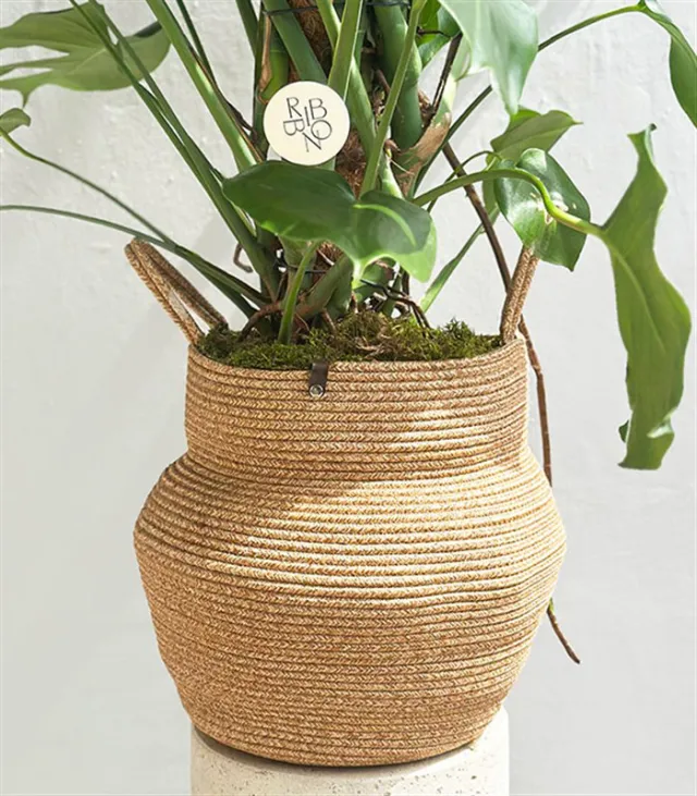 Monstera Deliciosa Doğal Jüt Sepette Deve Tabanı 190 cm Grand Deluxe — görünüm 3