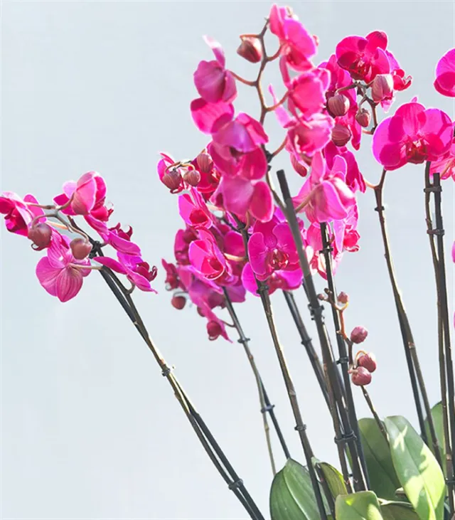 Royal Deluxe Eskitme Saksı 20 Dallı Orkide Fuşya — görünüm 4