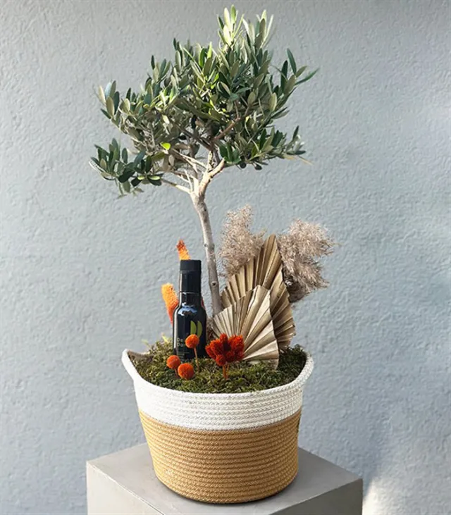 Sepette Zeytin Ağacı Deluxe