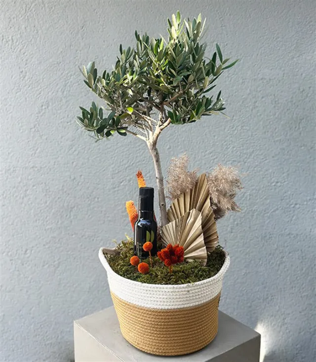 Sepette Zeytin Ağacı Deluxe — görünüm 4