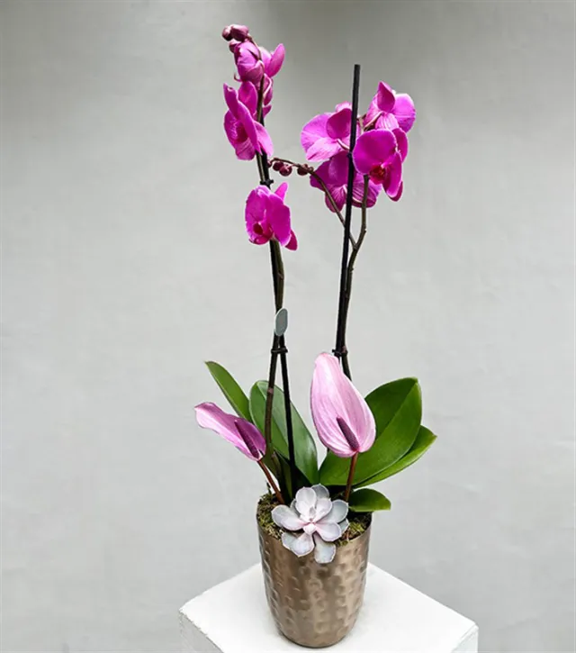 Lady Pink Luxe Chrome Vazoda Orkide Pembe — görünüm 4