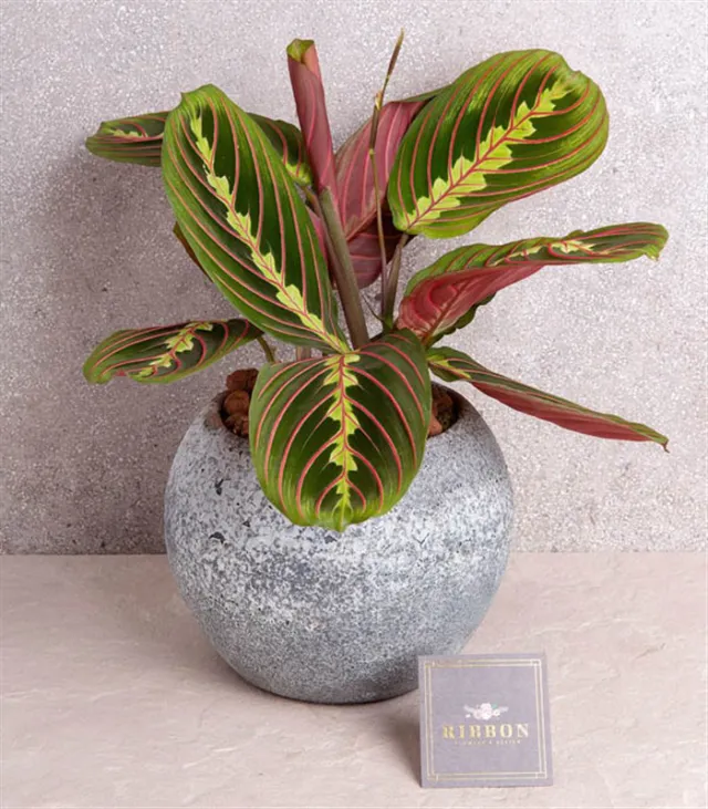 Dolunay Taş Saksıda Maranta Bitkisi — görünüm 3