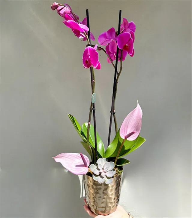 Lady Pink Luxe Chrome Vazoda Orkide Pembe — görünüm 3